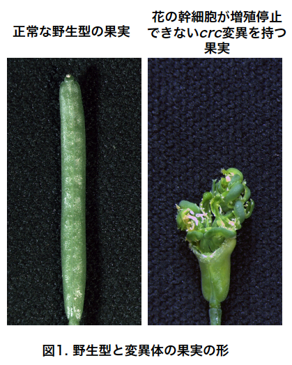 〔プレスリリース〕植物ホルモンオーキシンは花幹細胞の増殖を止めて、果実づくりを促すスイッチとしてはたらく ～花が実をつくるために必要なメカニズムを解明・食糧の増産に期待～