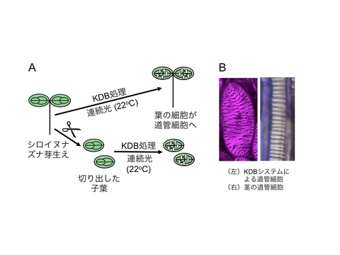 〔プレスリリース〕植物が光環境に応答して適切に道管細胞をつくる仕組みを解明 複数の遺伝子が役割分担、芽生えの制御も ～作物の水輸送能力強化による生産性向上に期待～