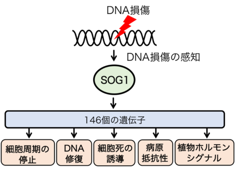 〔プレスリリース〕DNAに傷が入った時に働く植物独自の遺伝子群を解明 ～病害菌の感染など環境のストレスに強い農作物の作出に期待～
