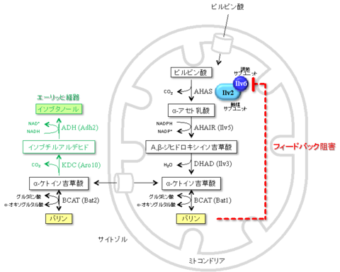 〔プレスリリース〕酵母による必須アミノ酸「バリン」の高生産に成功 合成酵素の制御機構を解除して実現 ～バイオ燃料「イソブタノール」生産にも期待～