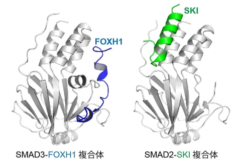 〔プレスリリース〕TGF-βシグナルが多様な生命現象を制御できる仕組みの一端を解明 ～転写因子SMAD2/3による補因子選択機構～