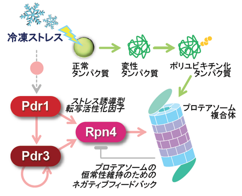 〔プレスリリース〕酵母が冷凍保存後も高い発酵力を維持する仕組みを解明 変性タンパク質を分解する酵素が重要な役割～冷凍耐性や発酵力が向上したパン酵母の育種に期待～