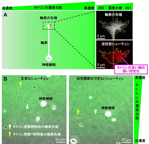 〔プレスリリース〕神経軸索が正しい方向に伸びる仕組みを解明 ～進路決定のための高感度ナビゲーターが明らかに～ 脳疾患の解明や再生医療への応用に期待