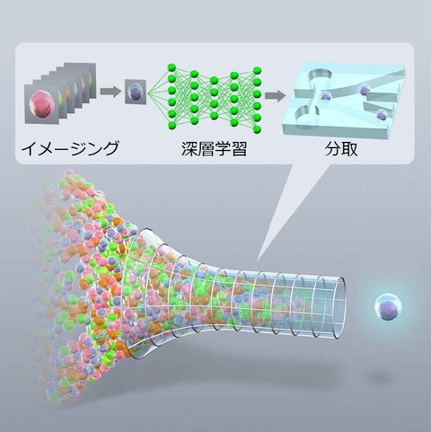 〔プレスリリース〕世界初のIntelligent Image-Activated Cell Sorterを開発 ～細胞画像の深層学習により高速細胞選抜を実現～