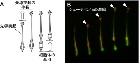 〔プレスリリース〕神経細胞が脳内を移動するための仕組みを解明 ～移動に必要な推進力を生み出す分子が明らかに～ 脳疾患解明への応用に期待 