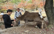 奈良公園で鹿に歓迎される参加者