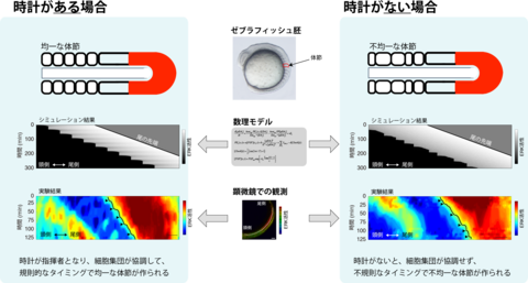 〔プレスリリース〕いいかげんに働く細胞たちが協調してからだを作る仕組みを解明 ～リズムを刻む体内時計によるノイズキャンセル機構～