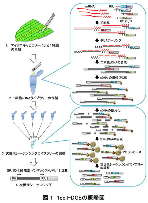 〔プレスリリース〕生体内の細胞１個ずつについて遺伝子の働き具合を調べる手法を開発 切断されたコケの細胞の初期化、再生に伴う個別の変化をつきとめる ～生き物の形作りや刺激応答の仕組み解明に期待～