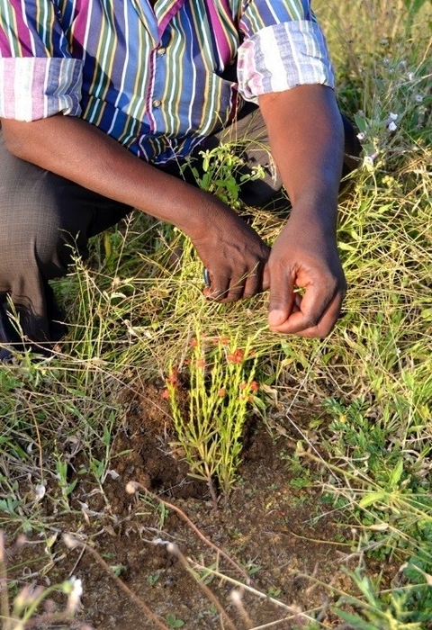 〔プレスリリース〕病害寄生雑草ストライガの全ゲノム解読に成功 －アフリカを襲う農業被害の撲滅に光－