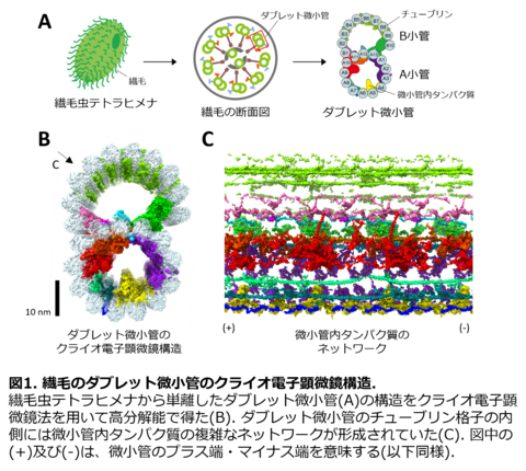 〔プレスリリース〕細胞表面で波打つ繊毛の微小管の超微細な立体構造の観察に 世界で初めて成功、その内側からの補強機構を解明 ～不妊など繊毛病の病態解明にも期待～