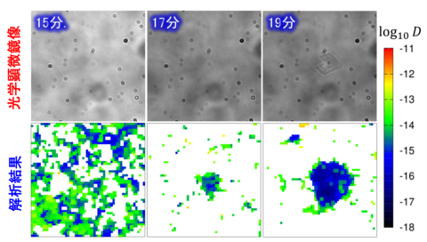 〔プレスリリース〕目視ではわからない顕微鏡動画を理論的に解析し 結晶化現象の前兆となる分子集団挙動の可視化に成功