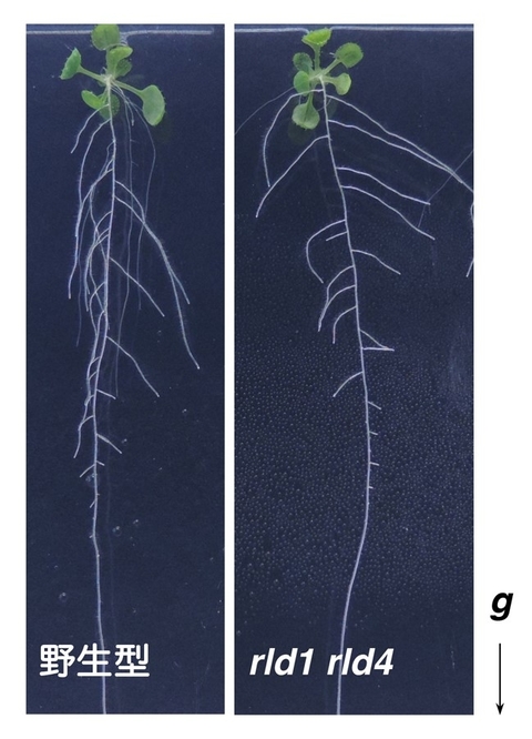 〔プレスリリース〕植物の根に重力方向を伝える新しい因子の発見 ～オーキシンを重力側へより多く分配するしくみ～
