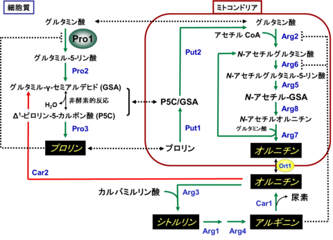 〔プレスリリース〕酵母による肝機能改善アミノ酸「オルニチン」の高生産に成功 合成酵素の制御機構を解除して実現 ～健康イメージを高めた発酵・醸造食品の生産に期待～