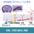 【プレスリリース】脳の幹細胞の老化メカニズム解明に成功 機能低下に関わる遺伝子を可逆的に制御する因子を特定 ～細胞若返り誘導法の開発に期待～