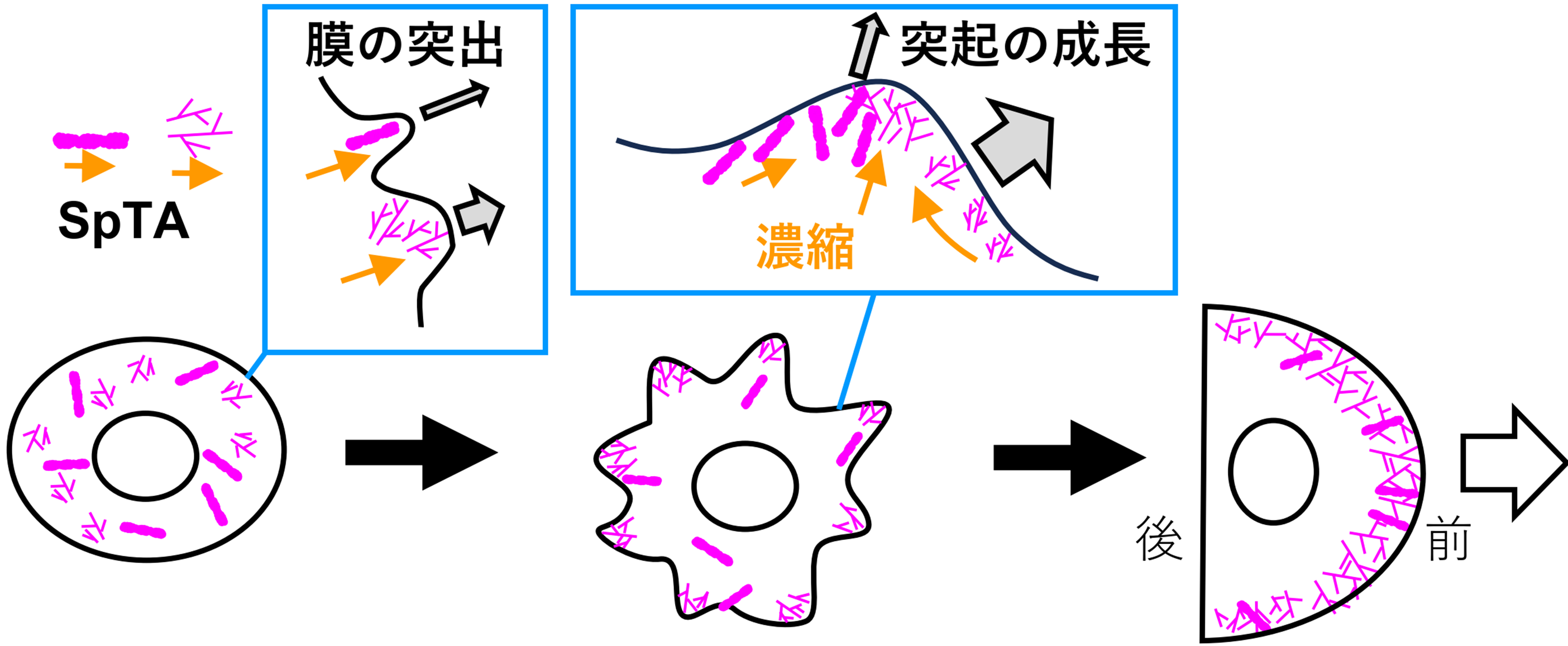 細胞内を走行するアクチン細胞骨格の発見 ～細胞の形が自発的にできる仕組みの手がかり～