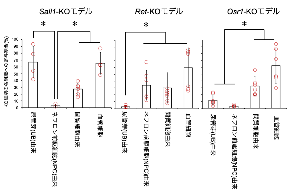 <em>Osr1</em>欠損マウスを用いた異種間胚盤胞補完法により、 マウス体内でラットの腎臓を持つキメラ動物の作製に成功 ～腎臓再構築の新たな基盤を提示～