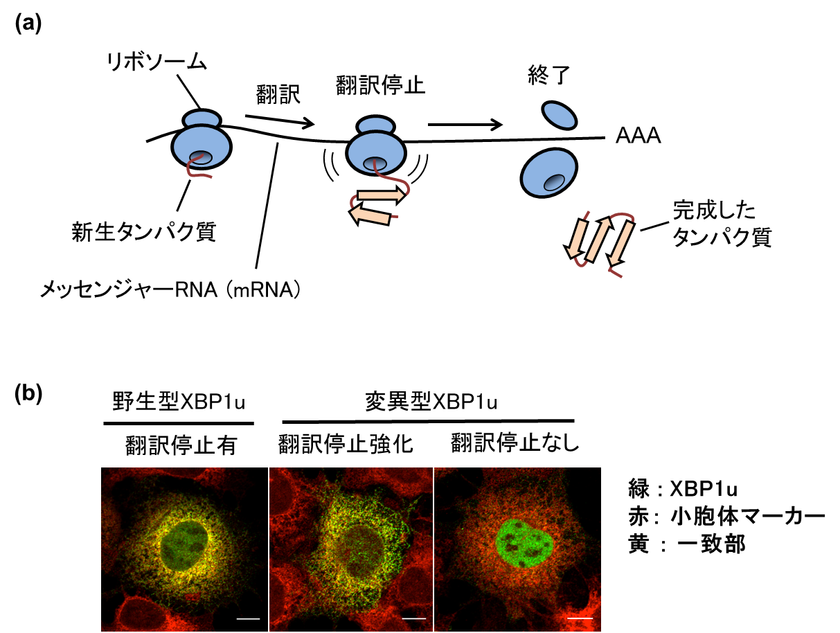 メッセンジャー rna