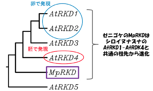 シロイヌナズナの５つのRKD (AtRKD)と、ゼニゴケの単一RKD (MpRKD)の系統関係