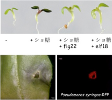 細菌による植物の免疫応答の操作の例。細菌の構成タンパク質の断片(flg22、elf18)を認識した植物はショ糖に体する応答(赤紫のフラボノイドが蓄積する)を抑える(上)。一方、細菌(赤で標識)は、感染に伴い逆に植物にフラボノイド(青紫)を誘導させる(下)