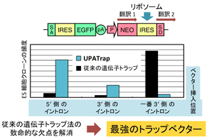 UPAトラップ法の開発により、ほぼ全てのタンパク質コード遺伝子を、ランダムに、偏りなく破壊できるようになった