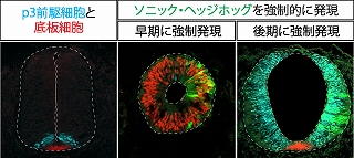 （左）ニワトリ胚における神経管（脊髄のもと）の断面図。p3前駆細胞（水色）と底板細胞（赤色）が見られる。（中央、右）ソニック・ヘッジホッグという分泌因子（誘導因子）を早い時期に強制的に発現させると、神経管全体が底板細胞に変化したが、遅い時期に強制発現すると、p3細胞が多数出現した。これは、神経管の細胞がソニック・ヘッジホッグに対して、時期によって異なる反応を示したためと考えられる。