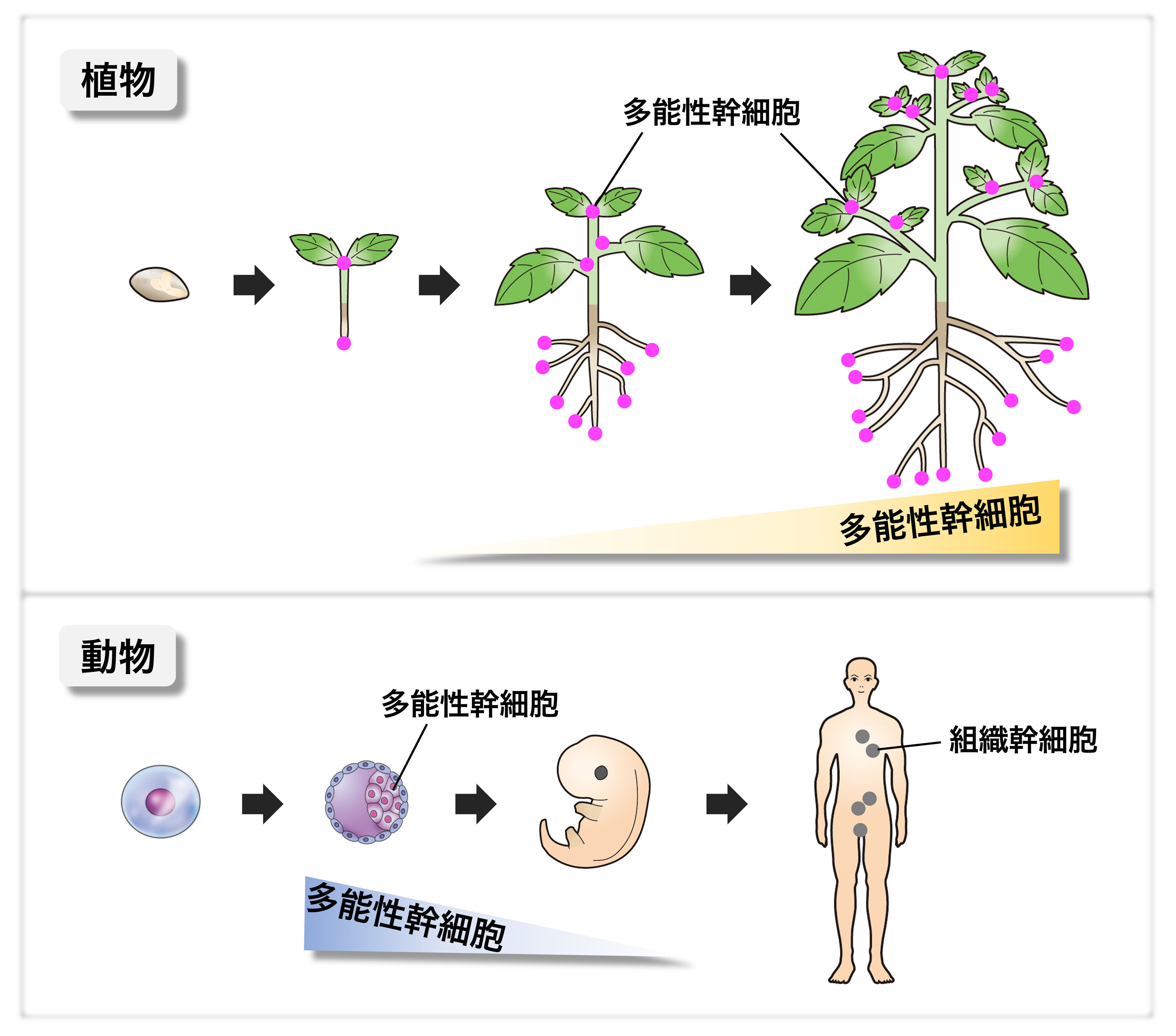 植物の永久のパワーを生み出す多能性幹細胞の全貌を明らかにする バイオサイエンス領域 梅田 正明 教授｜奈良先端科学技術大学院大学