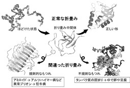 タンパク質の形のイメージ図。一つ一つが複雑な形に折り畳まれており、もつれてしまうと、病気を引き起こすこともある