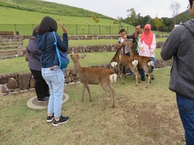 Students welcomed by the many deer around Nara Park