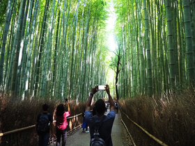The famous bamboo grove path