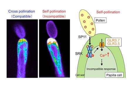 Plants find their own pollen via the neural-transmission-like signaling transduction system (September 2, 2015)