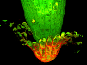 Microscopic view of an Arabidopsis root tip with detaching root cap cells. Green color indicates viable cells, and red color indicates RCPG localization around the detaching root cap cells.