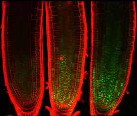 Inhibiting plant cell division. Green spots indicate a transcription factor that accumulates and inhibits cell division upon DNA damage. Researchers found an indispensable role of the transcription factor in arresting plant growth under stressful conditio