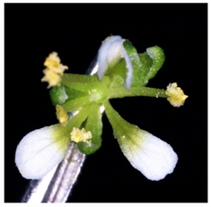 Proper flower growth depends on the activation and suppression of floral stem cells.