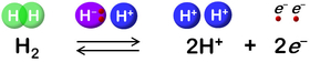 Hydrogenase catalyzes reversible oxidation of H<sub>2</sub>.
