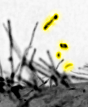 The lattice light sheet microscopic images of the filopodia by expressing the I-BAR domain protein MIM. The vesicles that were released by the scission of MIM-induced filopodia are highlighted by yellow. The microscope locates at Mimori-Kiyosue lab,RIKEN.