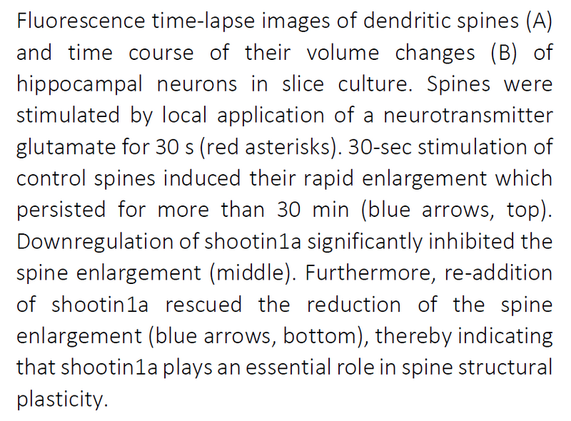 Shootin1a - The missing link underlying learning and memory