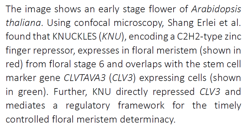 The flower clock: How a small protein helps flowers to develop right and on time