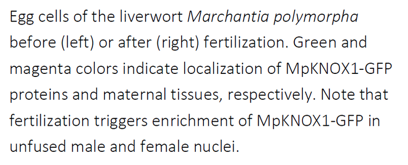 Switching roles: Key proteins evolved from activators to maintainers in plants
