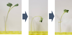Plant wilts and recovers by turgor pressure in cells.