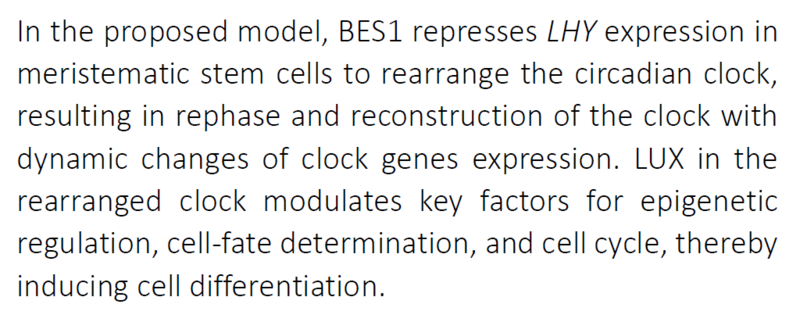 The circadian clock makes sure plant cells have the time of their lives