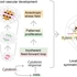Compressive stress shapes the symmetry of Arabidopsis root vascular tissue