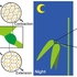 Pulvinar slits in the cell wall of legume motor cells facilitate control of leaf movement