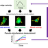 Miracle math determines the dynamically coordinated regulation of edge velocity by Rho GTPases
