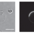 Decoding the mechanisms behind the assembly of BAR proteins that dictate cell curvature