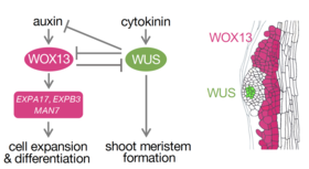 Mutually repressive WOX13 and WUS play key roles in cell fate specification of pluripotent callus cells. Schematic illustration of the regulatory mechanisms (left) and spatial expression patterns of WOX13 and WUS in callus cell population (right).