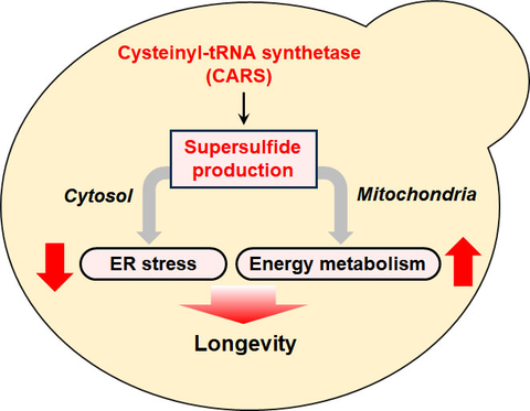 Unraveling the role of supersulfides in regulating mitochondrial function and longevity