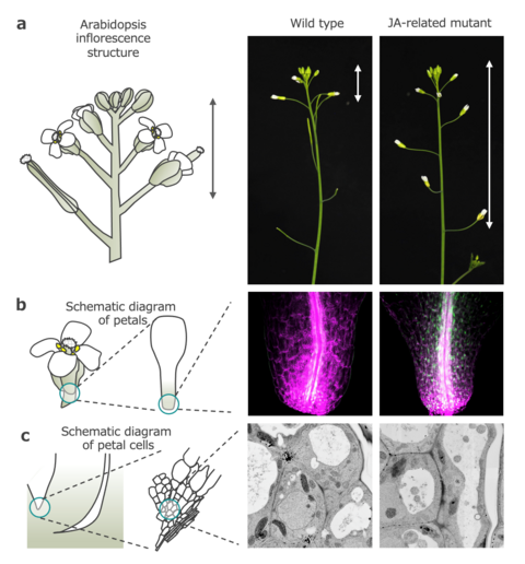 Understanding jasmonic acid: A switch that activates autophagy in Arabidopsis petals
