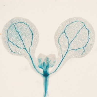 Discovery of novel small compounds that delay flowering in plants