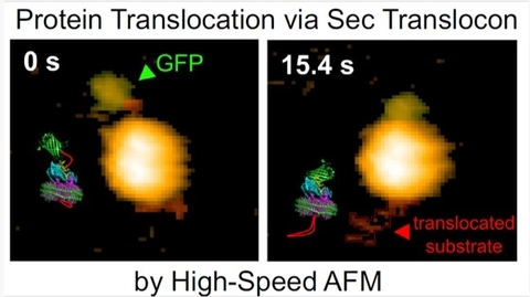 Breakthrough observation of real-time protein translocation by SecYEG-SecA complex