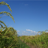 Decoding the Rice Root Microbiome in a High-Yield, Fertilizer- and Pesticide-Free Field: A Four-Year Study with Machine Learning Reveals Beneficial Bacteria for Sustainable Cultivation